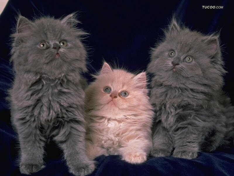 Three Fluffy Kittens — Gray