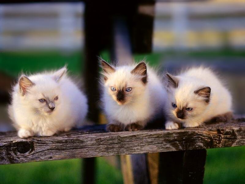 three fluffy kittens on a bench