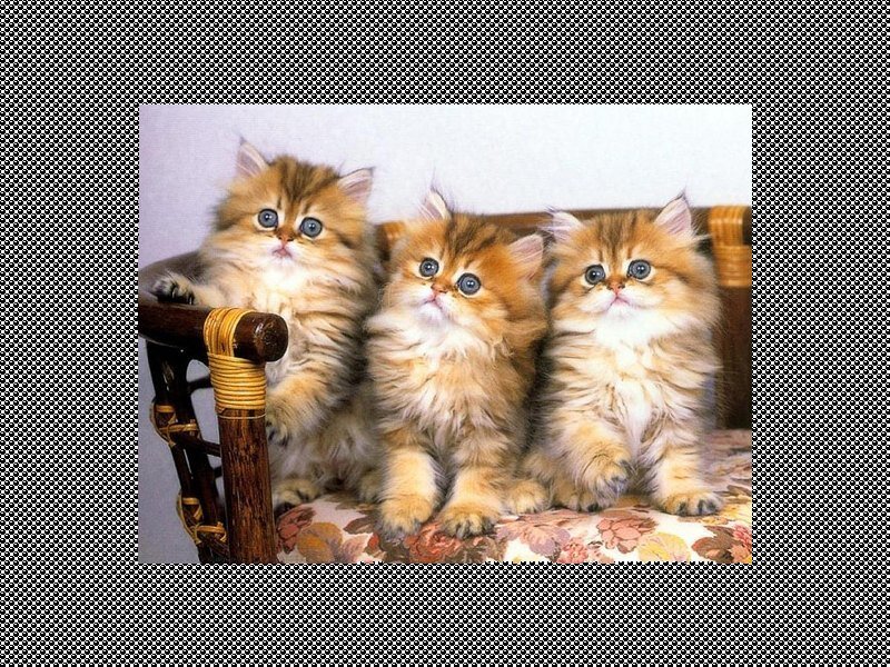 three fluffy kittens on a chair