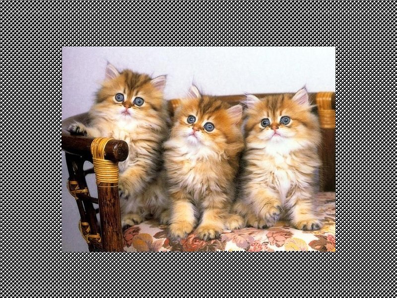 three fluffy kittens on a chair