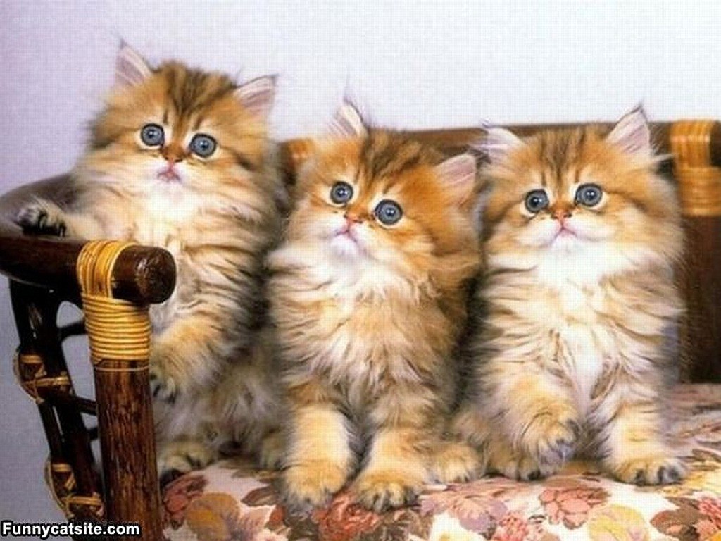 three fluffy kittens on a chair
