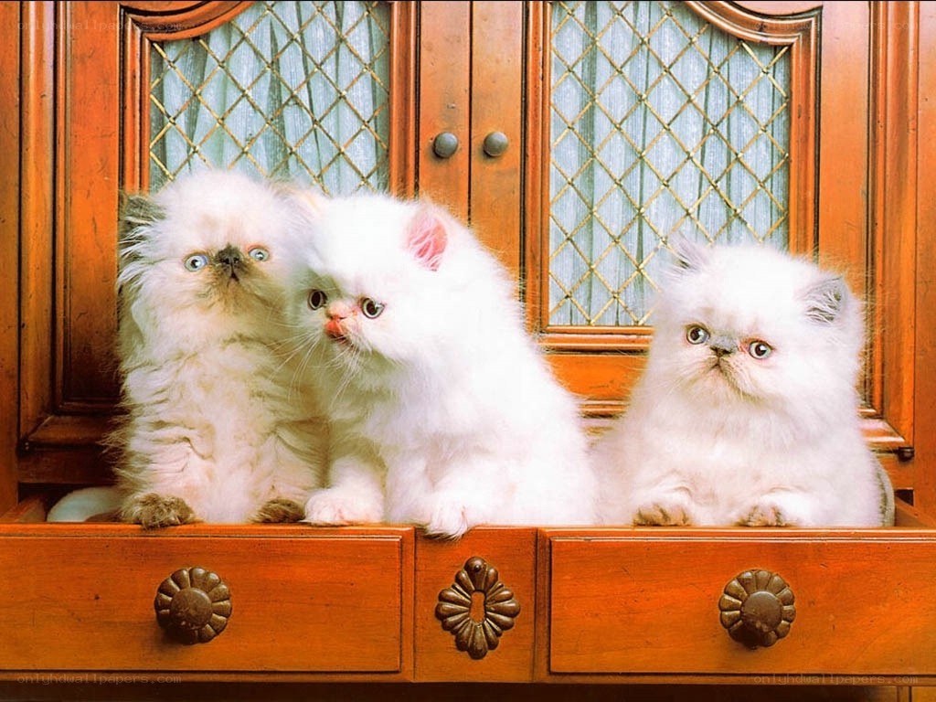 Three fluffy kittens on a dresser