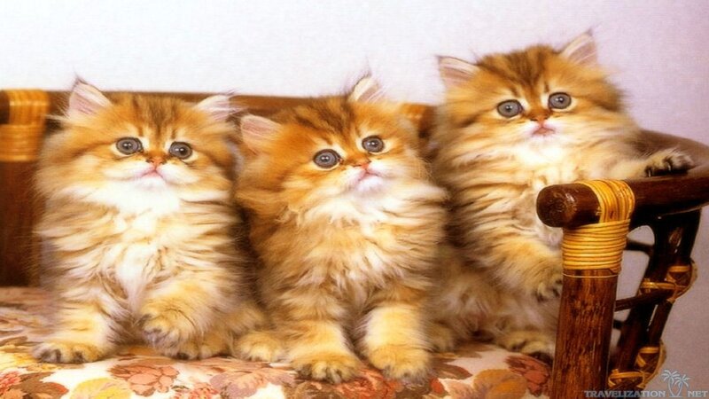 Three Fluffy Kittens — Orange, Calm