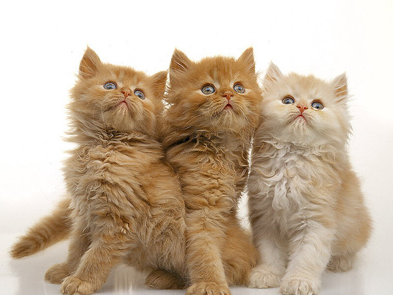 Three Fluffy Kittens — Orange