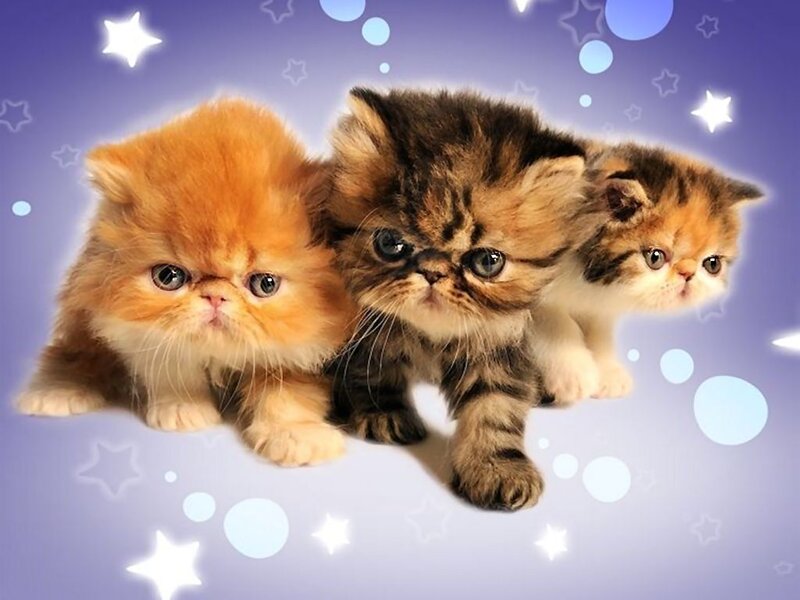 Three Fluffy Kittens — Purple