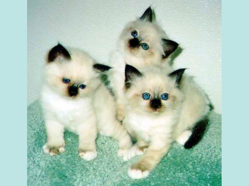 three fluffy kittens