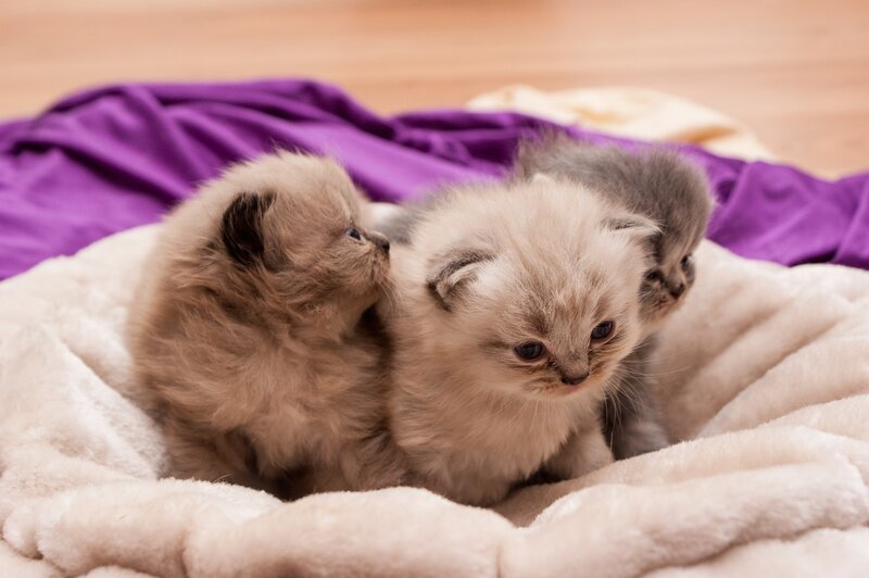 Three Fluffy Kittens — White, Calm, Photograph, Blanket