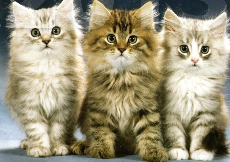 Three Fluffy Kittens — White, Calm, Photograph, Blue Background