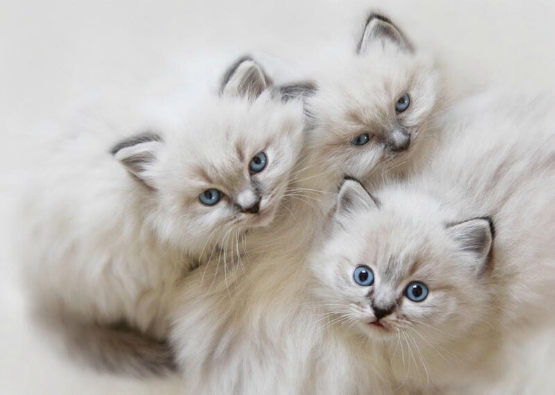 Three Fluffy Kittens — White, Calm, Photograph, Blue Eyes