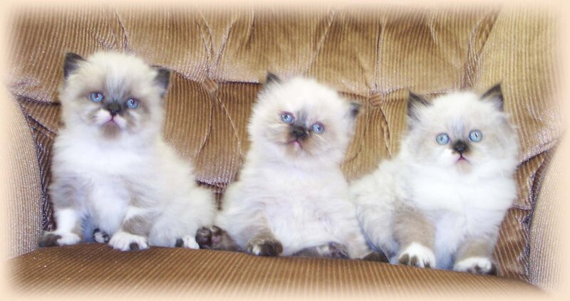 Three Fluffy Kittens — White, Calm, Photograph, Couch