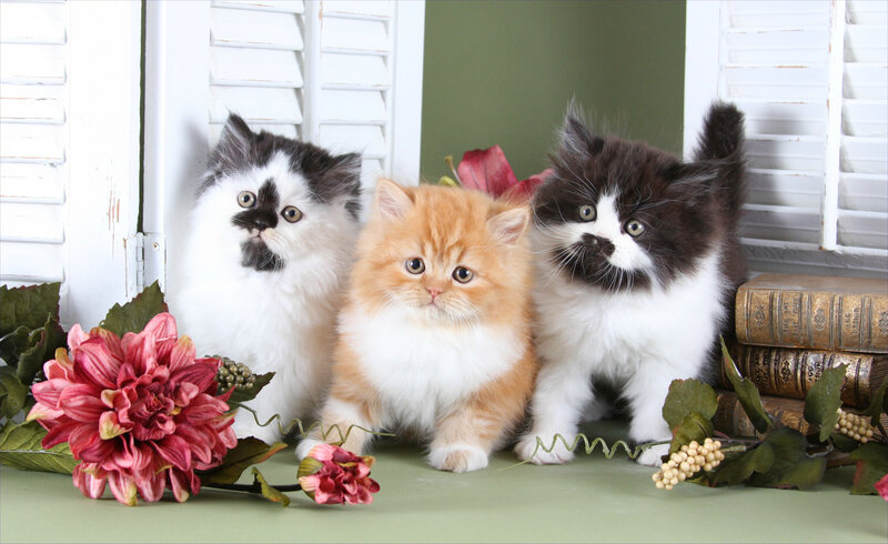 Three Fluffy Kittens — White, Calm, Photograph, Flowers