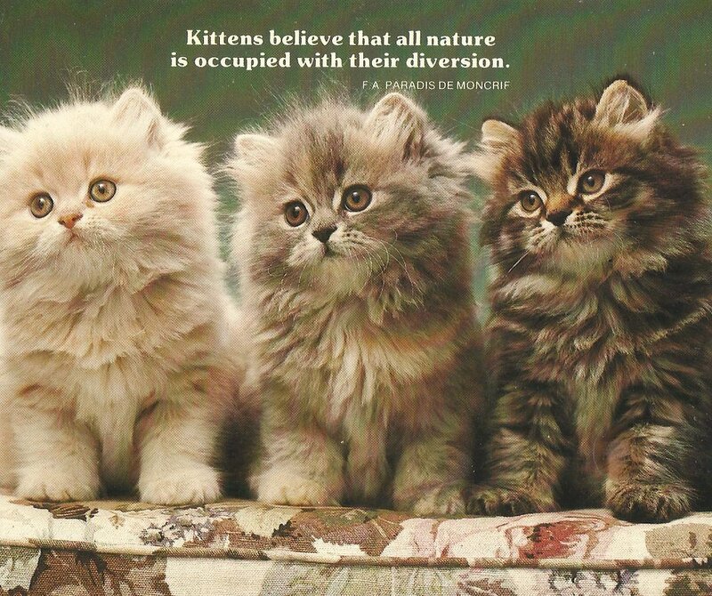 Three Fluffy Kittens — White, Calm, Photograph, Text