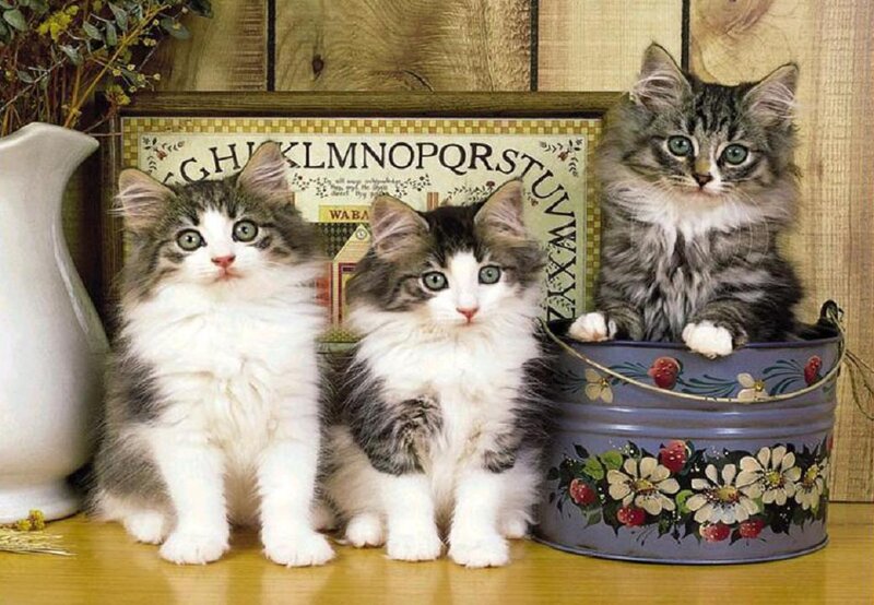 Three Fluffy Kittens — White, Calm, Photograph