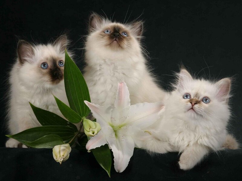 Three Fluffy Kittens — White, Calm, Photograph, White Lily