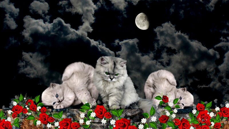 Three Fluffy Kittens — White, Dramatic
