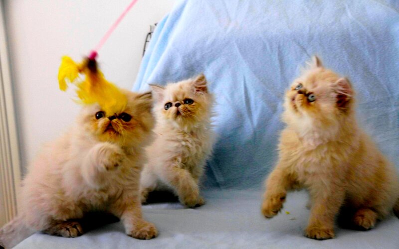 Three Fluffy Kittens — White, Playful