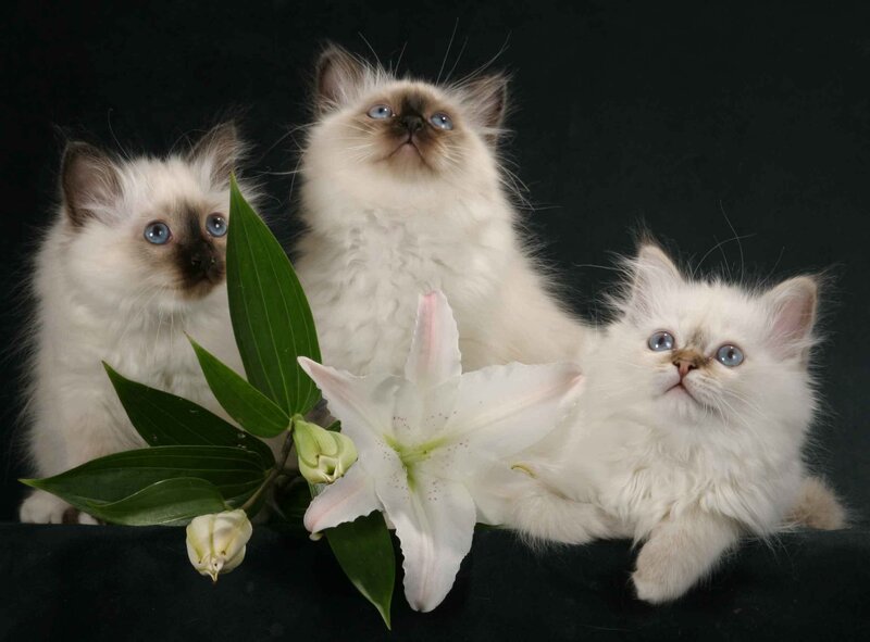 Three Fluffy Kittens — White