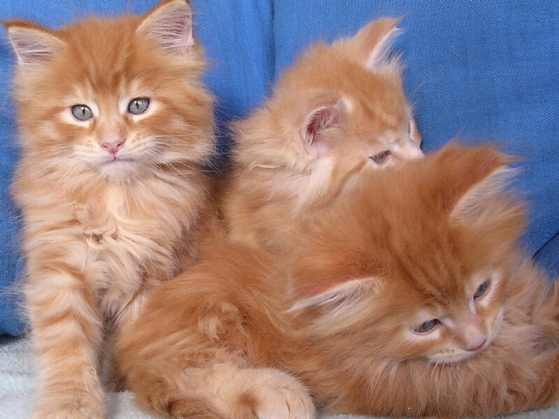 Three fluffy orange kittens