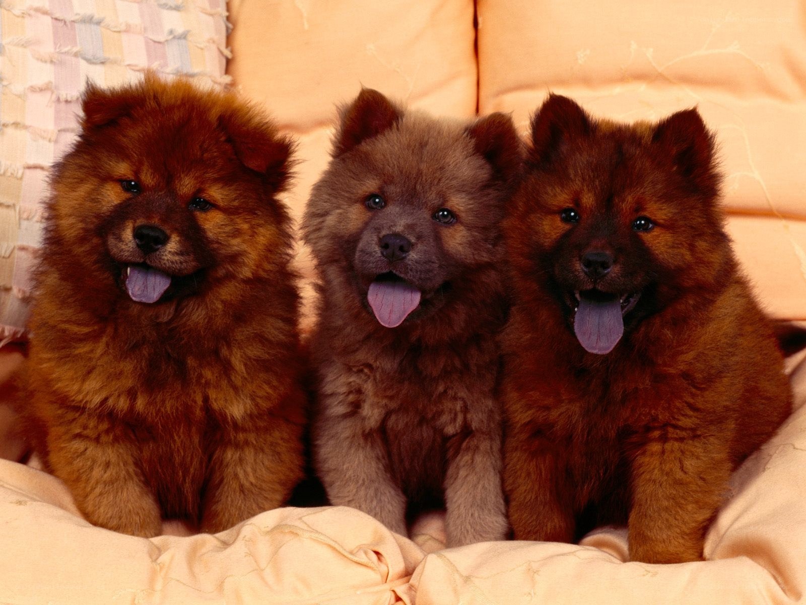 Three fluffy puppies sitting together
