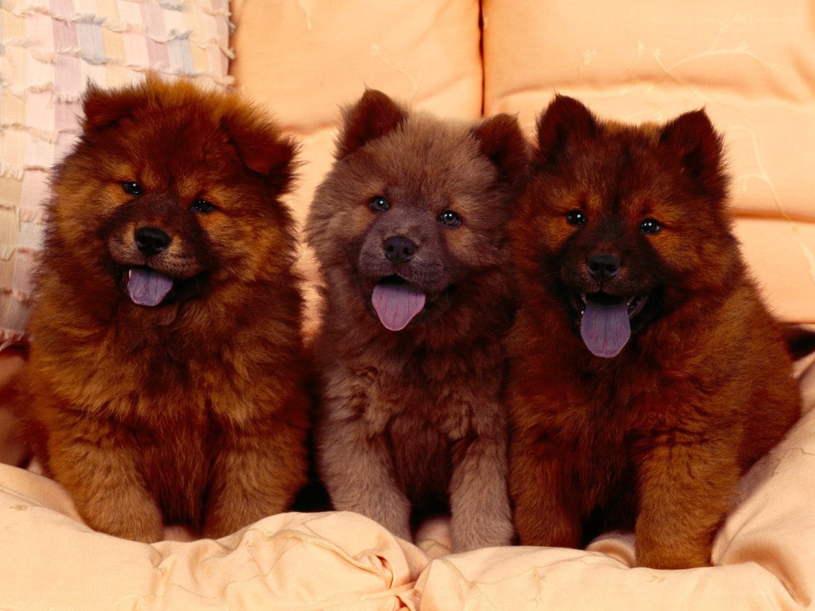 Three fluffy puppies sitting together