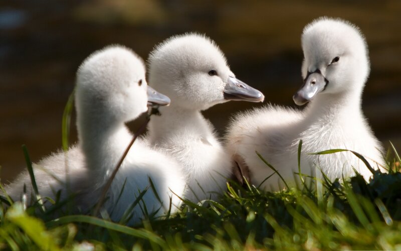 Three fluffy white cygnets