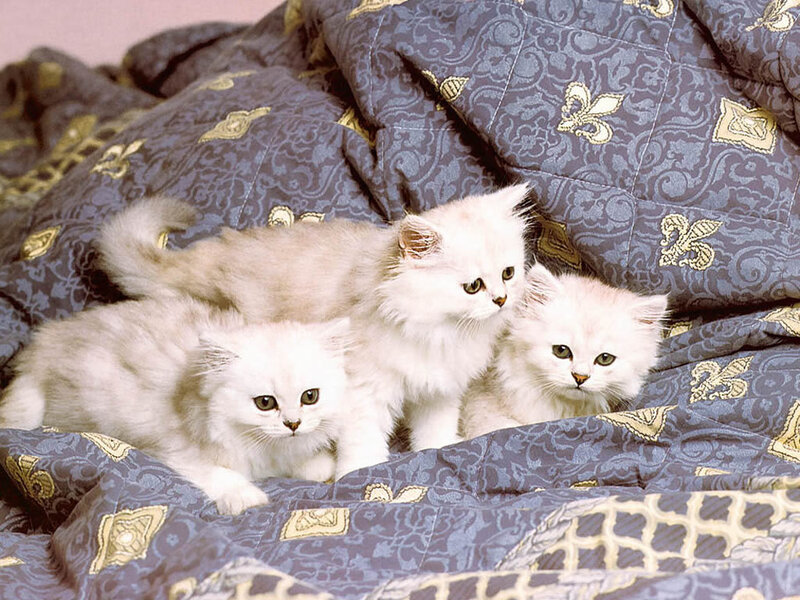 Three fluffy white kittens on a blanket