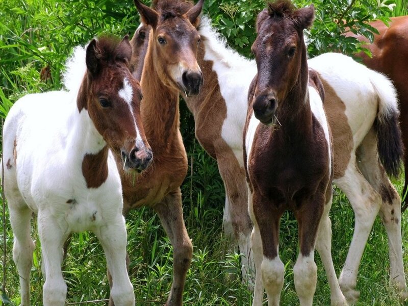 Three Foals in Field