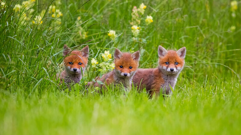 Three Fox Kits — Green, Curious