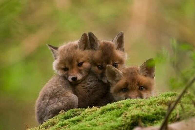 Three Fox Kits — Green