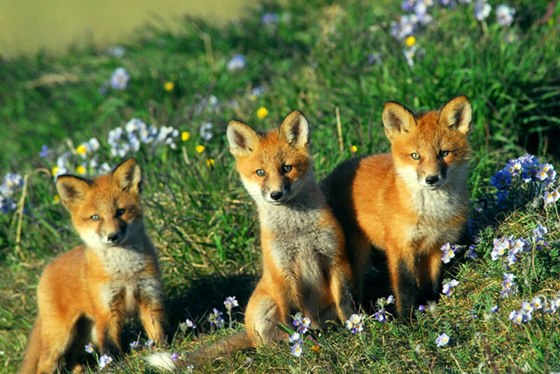 Three fox kits in a meadow