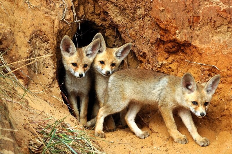 Three Fox Kits in Den — Brown