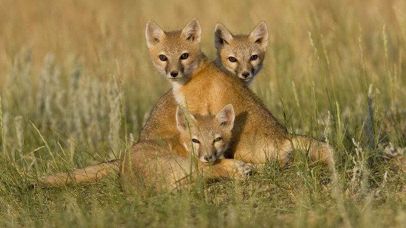 three fox kits in grass