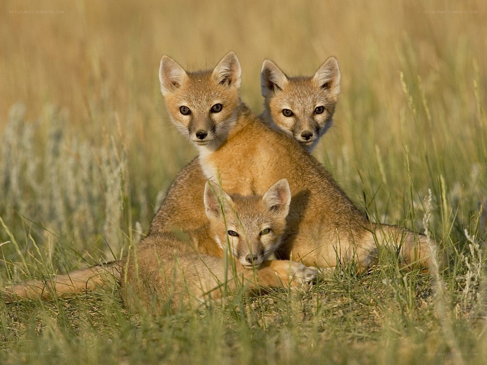 Three fox kits in grass
