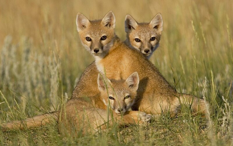 Three Fox Kits in Grass — Brown, Calm, Afternoon