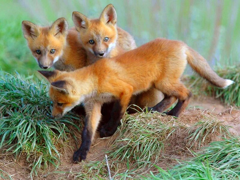 Three fox kits in the grass