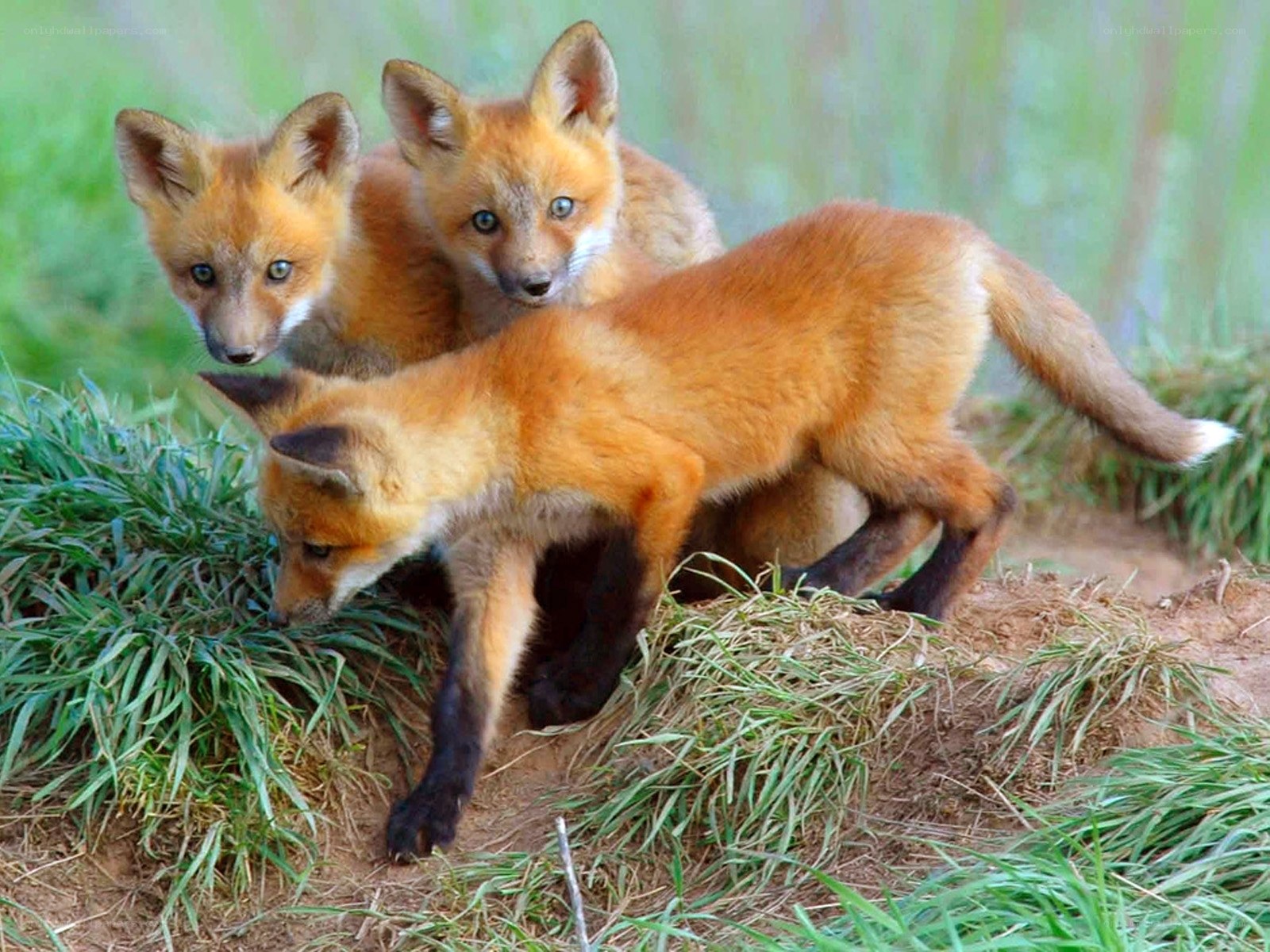 Three fox kits in the grass