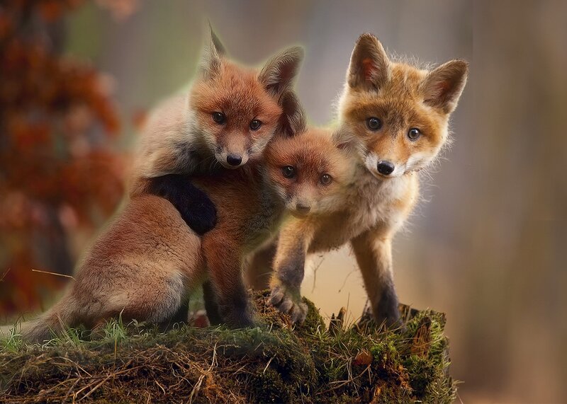 Three Fox Kits — Orange