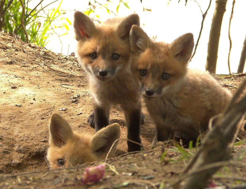 Three Fox Kits