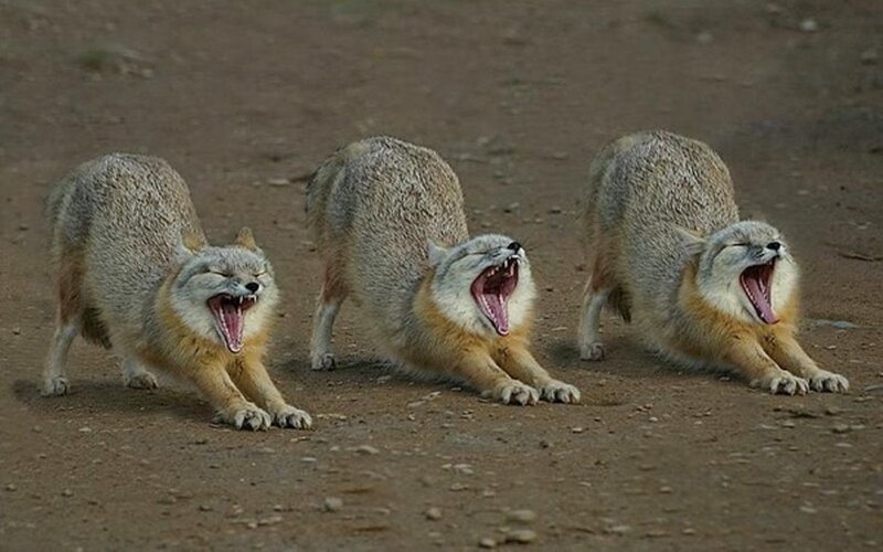 Three Foxes Yawning — Brown, Calm, Photograph