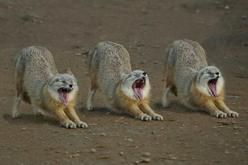Three Foxes Yawning — Brown, Calm