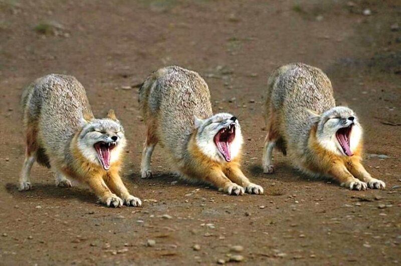 Three Foxes Yawning — Brown