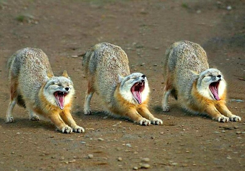 three foxes yawning in unison