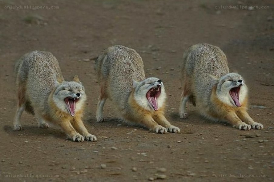 three foxes yawning in unison