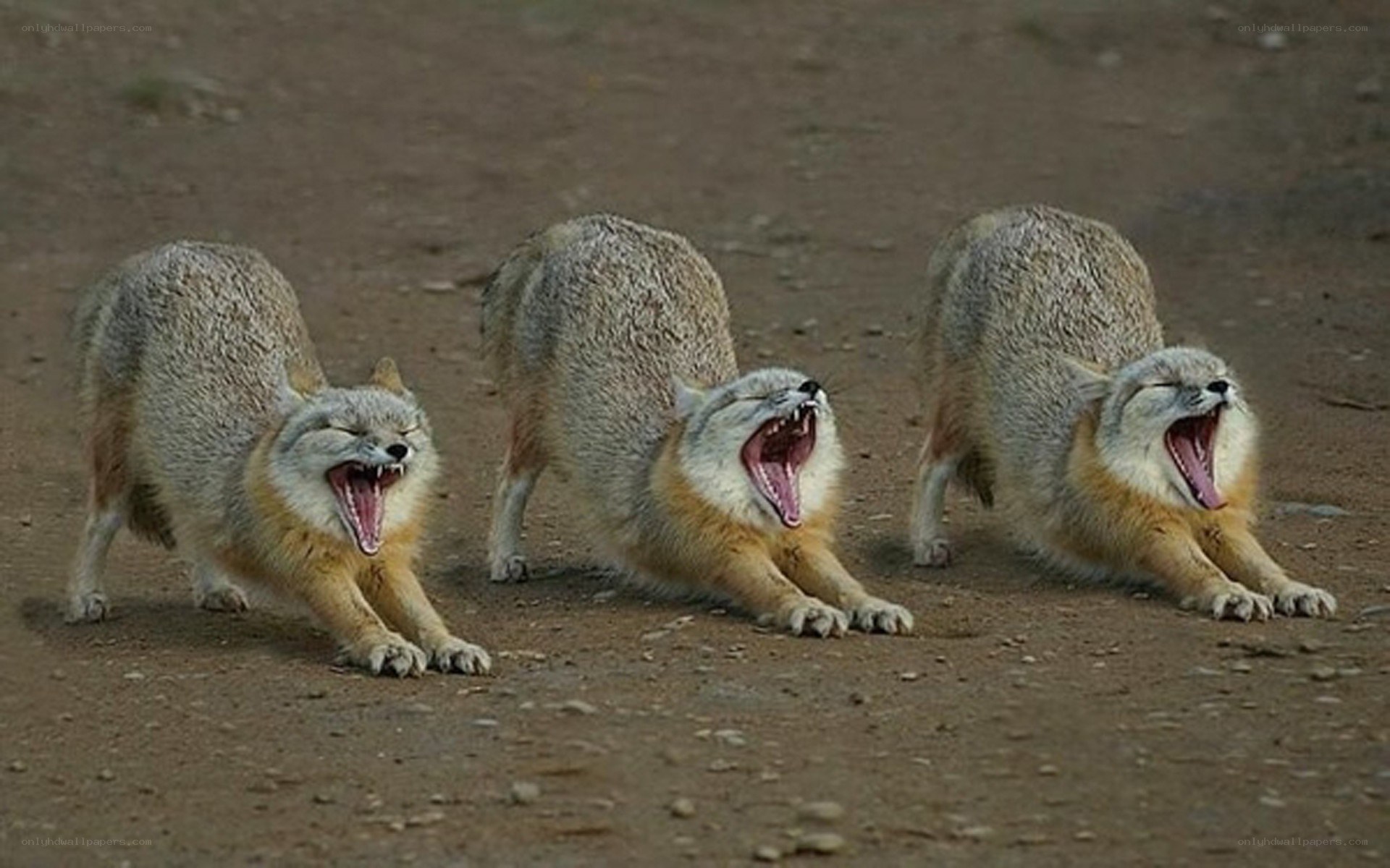 three foxes yawning