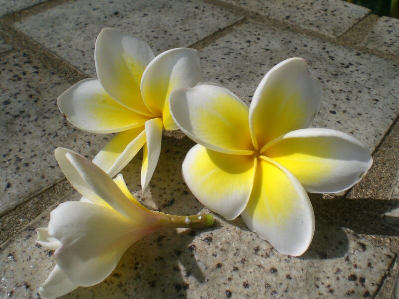 Three Frangipani Flowers
