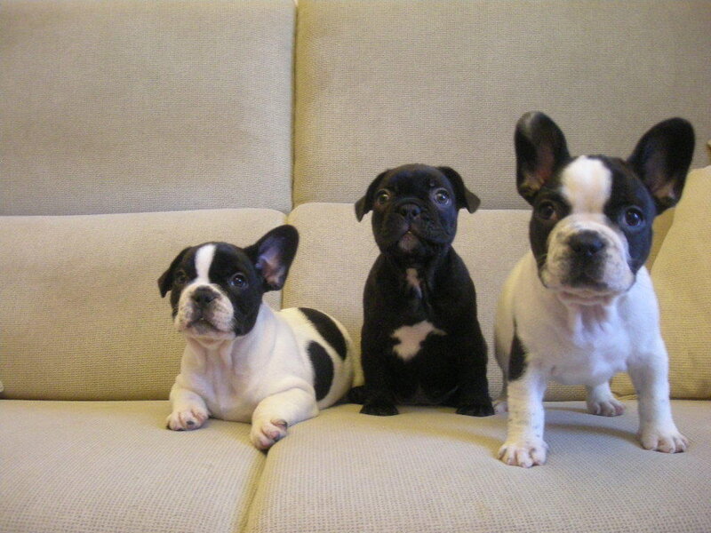 three french bulldog puppies on couch