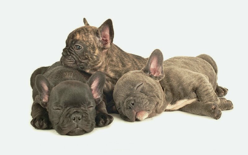 Three French Bulldog Puppies