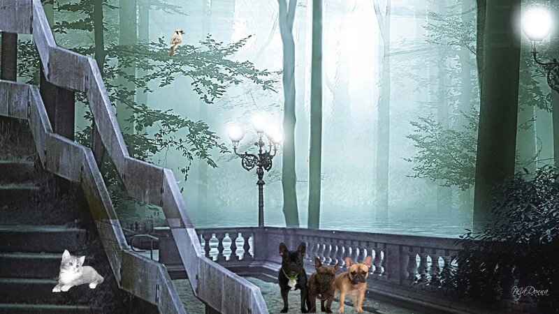 Three French Bulldogs in Forest