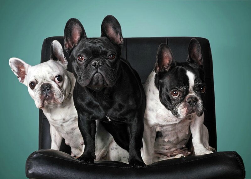 Three French Bulldogs — Teal