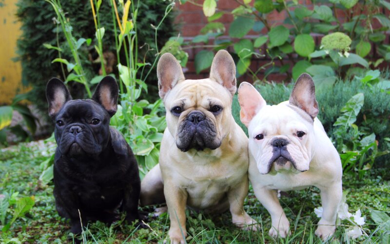 Three French Bulldogs